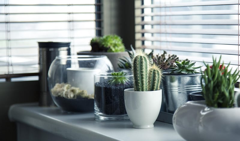 Indoor vs. Outdoor Plants