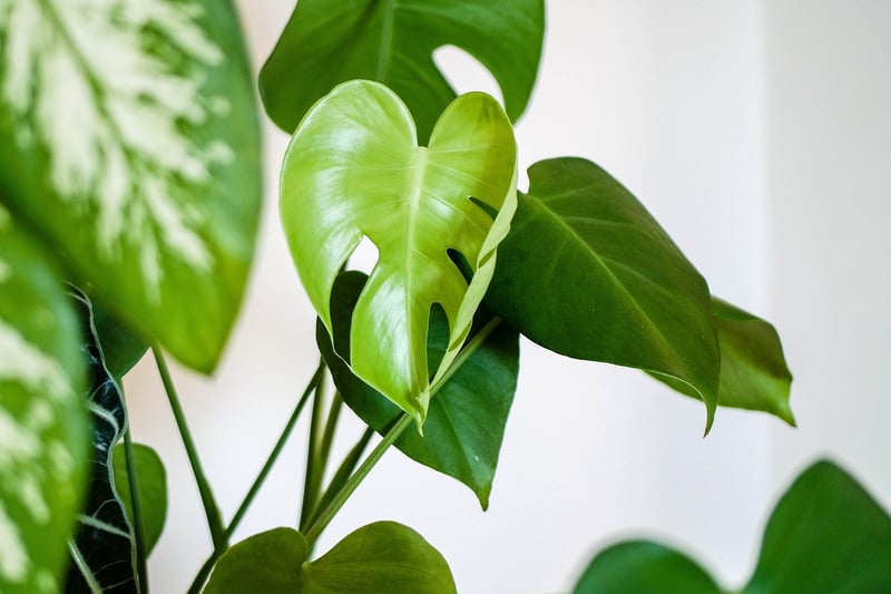Indoor Plants