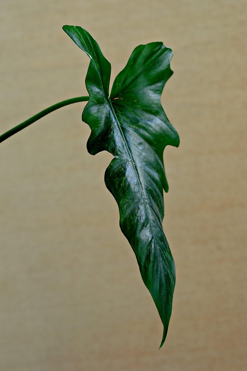 Plant Stands