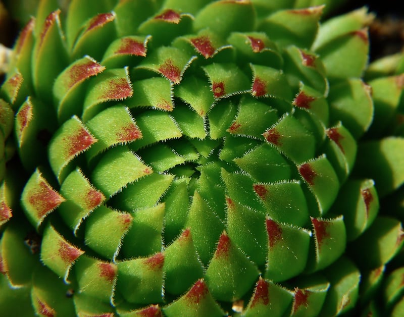 Succulents